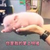 郭的头像