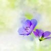 快乐樂樂的头像