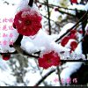 傲雪寒梅(专治烧烫伤，面瘫)的头像