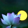夜荷凝露的头像