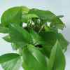 泉，源的头像