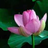 风清云淡的头像
