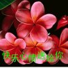 浩音平安是福的头像