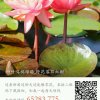二妮儿。的头像