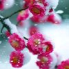 亦音傲雪红梅142的头像