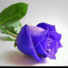 
</dl>
<dl class=