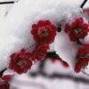 雪中梅的头像