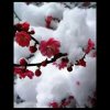 开心就好的头像