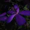 罗汉紫色迷的头像