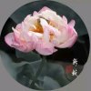 清莲（忙，迟复望谅！）的头像