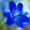 津涤蓝色花朵的头像