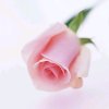 ღ᭄ꦿ隋❀伈࿐的头像