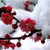 昙花一现:退出的头像