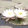 花落无声的头像