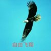 自由飞翔的头像