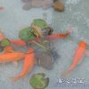 年年有魚的头像