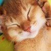 懒猫的头像