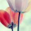淡淡回忆的头像