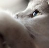 茗人☞猫猫的头像