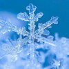 冰雪裁缝的头像