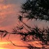 太阳的头像