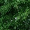 人生如戏的头像
