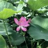 秋水伊人的头像