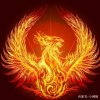 火凤凰的头像