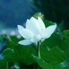 清音的头像