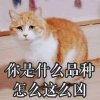 李没猫的头像