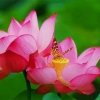 心雨的头像
