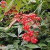诚发许的头像