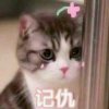 Lin的头像