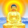 菩提树的头像