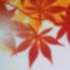 枫叶富贵的头像