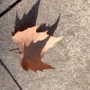 初 小欢的头像