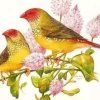 冬去春来的头像