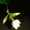 茉莉花开的头像