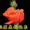 红玫瑰的头像