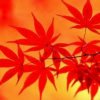Fiery 红叶的头像