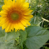 向日葵的头像