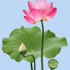 芳的头像