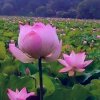 小兔的头像