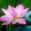 芳華如夢的头像