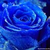 蓝玫瑰的头像