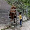 小天鹅的头像