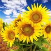 向日葵的头像