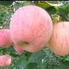 秋天的苹果的头像