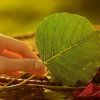 梦蝶幽兰【休眠】的头像