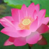 花之君子的头像